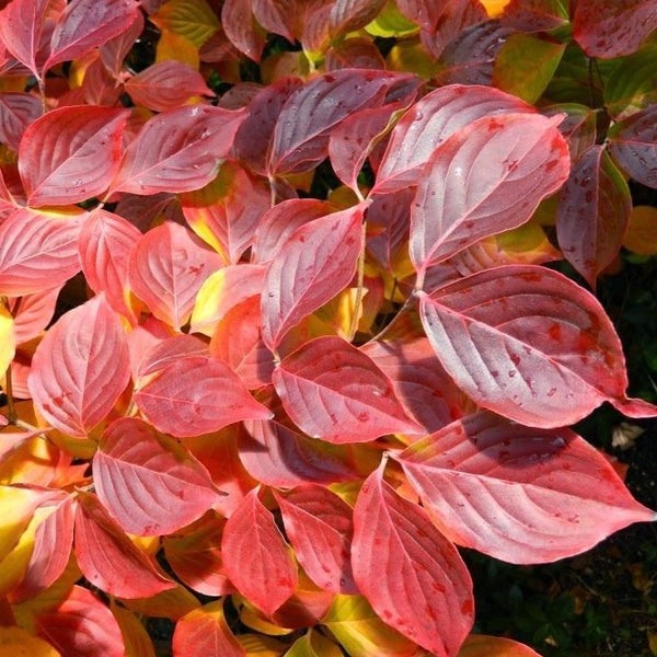 Growing the white kousa chinese dogwood tree (Cornus kousa), perennial ...