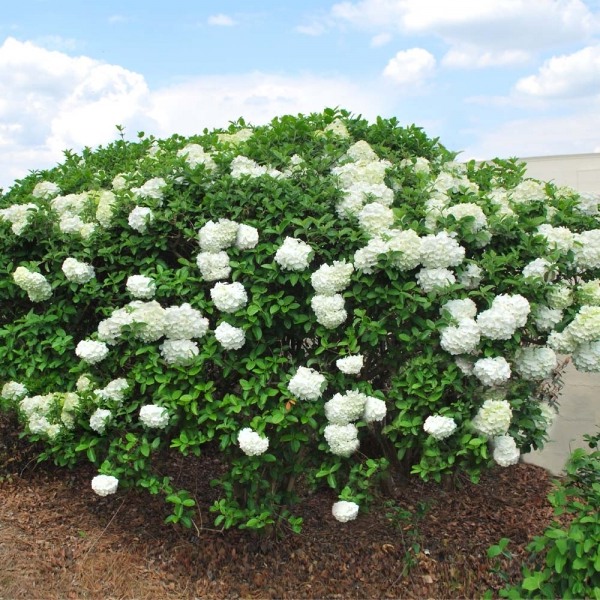 Growing the chinese snowball viburnum bush (Viburnum macrocephalum ...