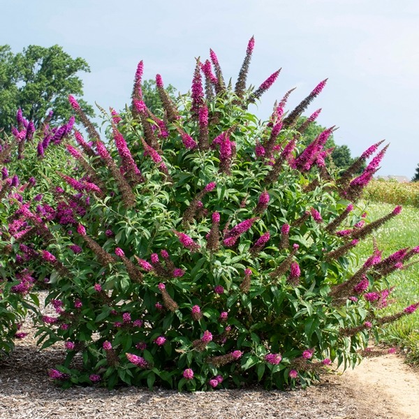 Growing the cranrazz butterfly bush (Buddleia davidii), perennial ...