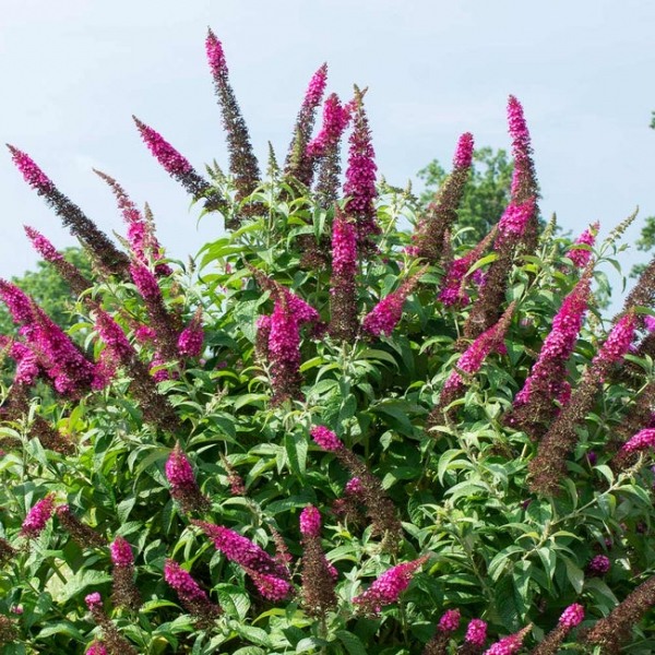 Growing the cranrazz butterfly bush (Buddleia davidii), perennial