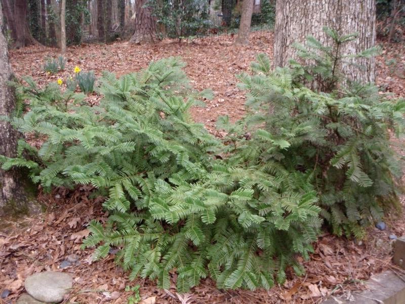 Growing the creeping japanese plum yew (Cephalotaxus harringtonia ...