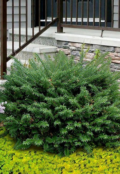 Growing the creeping japanese plum yew (Cephalotaxus harringtonia ...