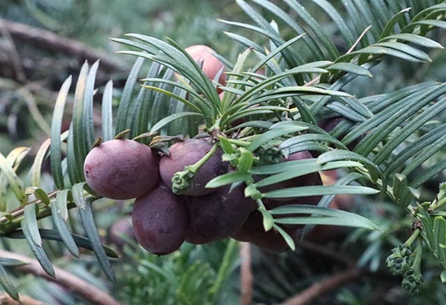 Growing the creeping japanese plum yew (Cephalotaxus harringtonia ...