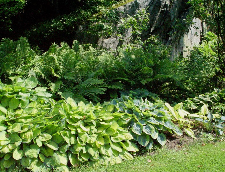 Growing the fire island hosta lily (Hosta), perennial, herbaceous ...