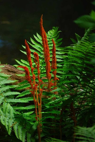 Growing the cinnamon fern (Osmunda cinnamomea), perennial, herbaceous ...