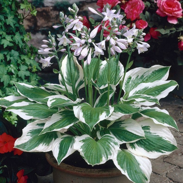 Growing the patriot hosta lily (Hosta), perennial, herbaceous ...