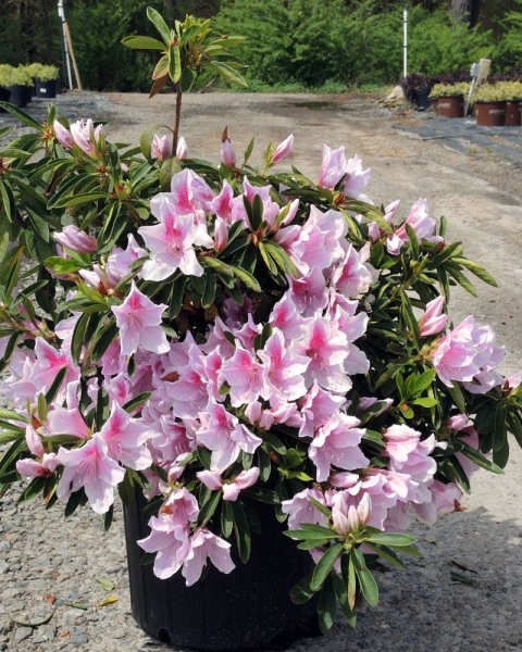 Growing the george l. taber southern indica azalea (Rhododendron ...