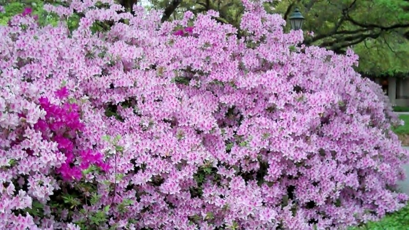 Growing the george l. taber southern indica azalea (Rhododendron ...