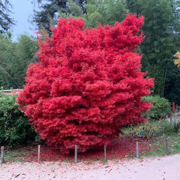 Growing the skeeter's broom japanese maple (Acer palmatum), perennial ...