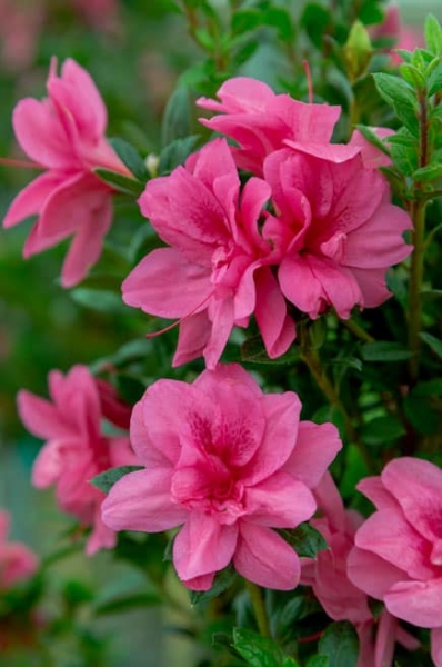 Growing the autumn empress encore azalea, perennial, evergreen, shrub ...