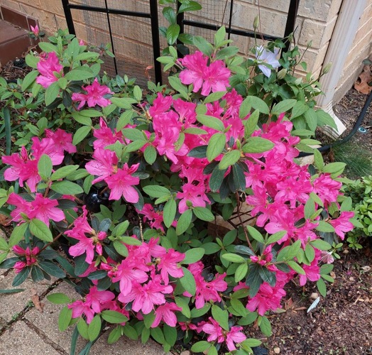 Growing the autumn empress encore azalea, perennial, evergreen, shrub ...