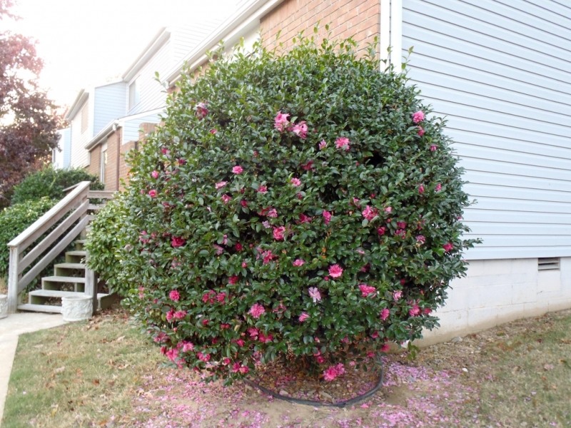 Growing the cotton candy camellia sasanqua, perennial, evergreen, shrub