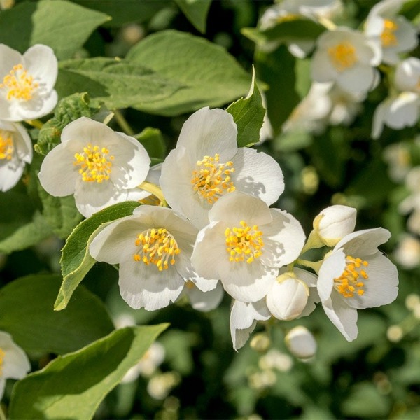 Growing the mock orange (Philadelphus x virginalis), perennial, shrub ...