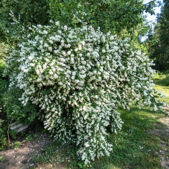 Growing the mock orange (Philadelphus x virginalis), perennial, shrub ...