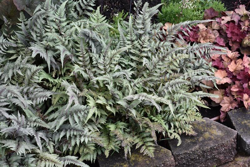 Growing the japanese painted fern (Athyrium niponicum), perennial ...