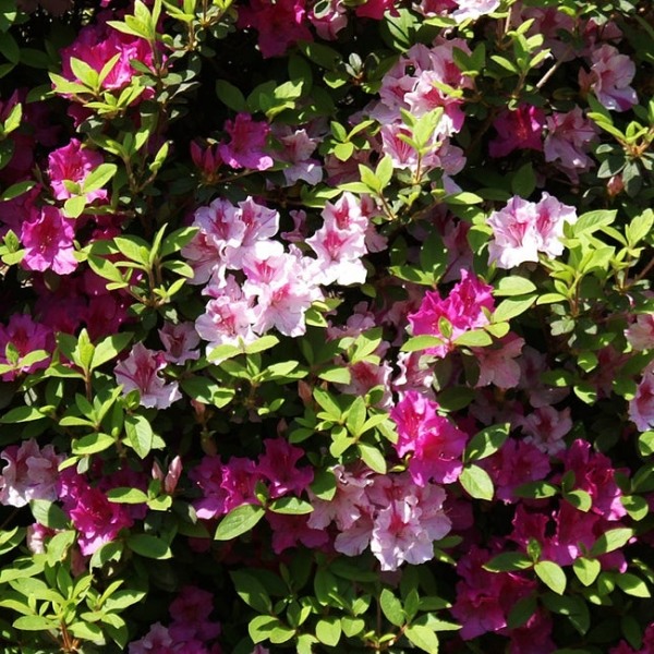 Growing the conversation piece azalea, perennial, evergreen, shrub ...