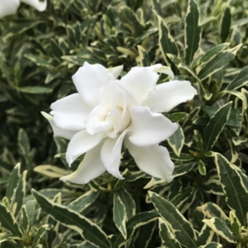 Growing the variegated creeping dwarf gardenia (Gardenia jasminoides ...