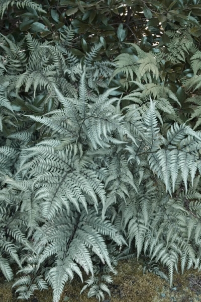 Growing the godzilla giant japanese painted fern (Athyrium niponicum ...