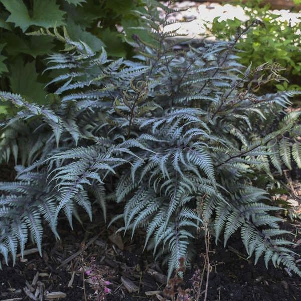 Growing the godzilla giant japanese painted fern (Athyrium niponicum ...