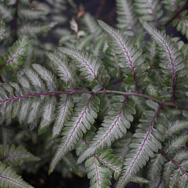 Growing the godzilla giant japanese painted fern (Athyrium niponicum ...