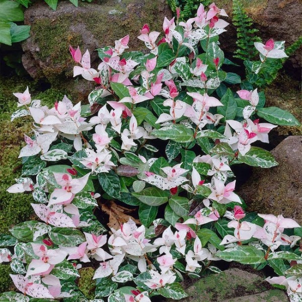 Growing the snow n summer asiatic jasmine (Trachelospermum asiaticum ...