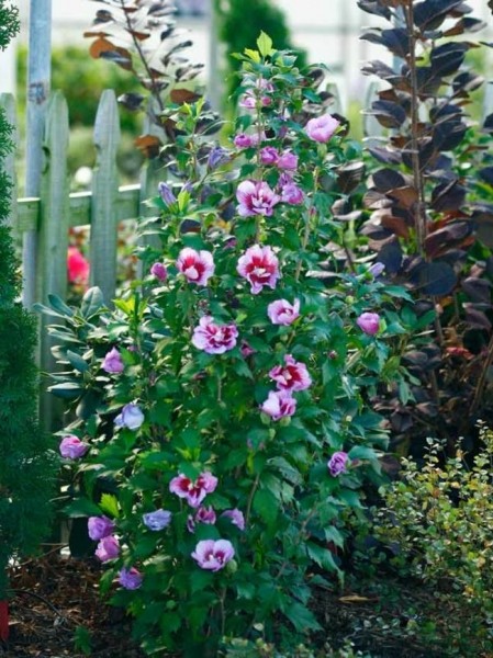 Growing the purple pillar rose of sharon, perennial, tree, shrub ...