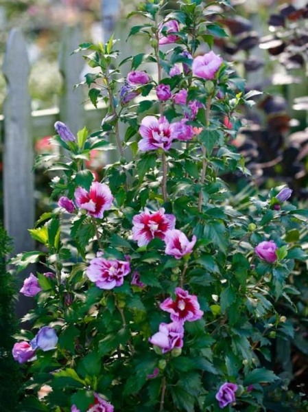 Growing the purple pillar rose of sharon, perennial, tree, shrub ...