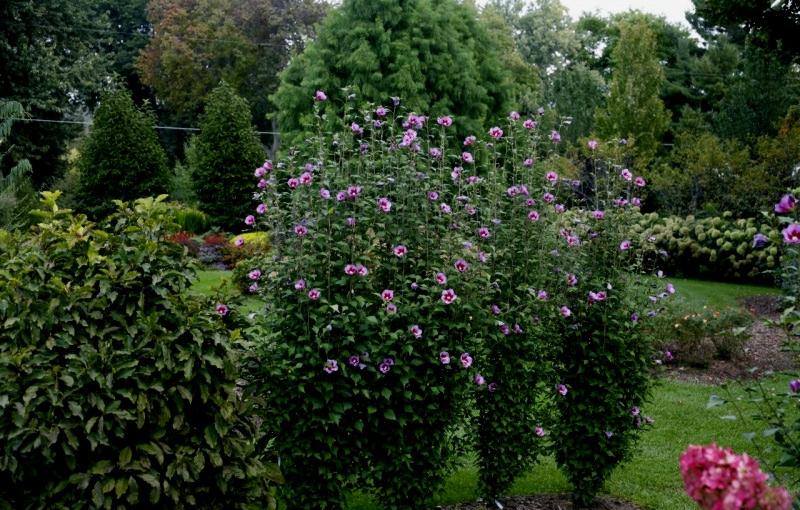 Growing the purple pillar rose of sharon, perennial, tree, shrub ...