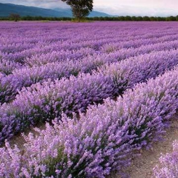 Growing the phenomenal lavender (Lavandula x intermedia Niko ...