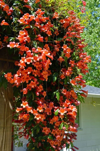 Growing the tangerine beauty crossvine bignonia (Bignonia capreolata ...