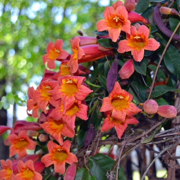 Growing the tangerine beauty crossvine bignonia (Bignonia capreolata ...