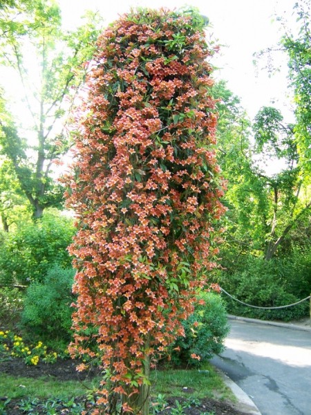 Growing the tangerine beauty crossvine bignonia (Bignonia capreolata ...