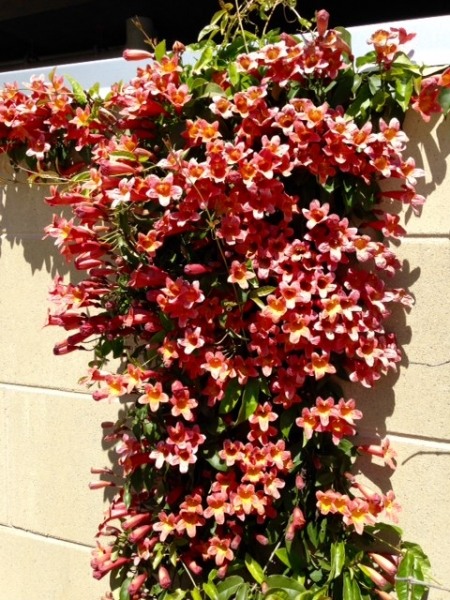 Growing the tangerine beauty crossvine bignonia (Bignonia capreolata ...