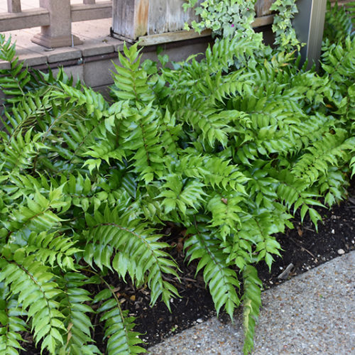 Growing the japanese holly fern (Cyrtomium falcatum), perennial ...