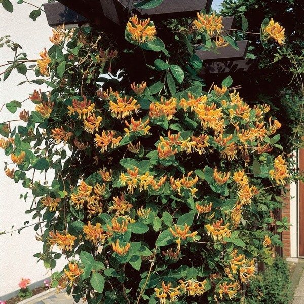 Growing the mandarin orange honeysuckle vine (Lonicera hybrid ...