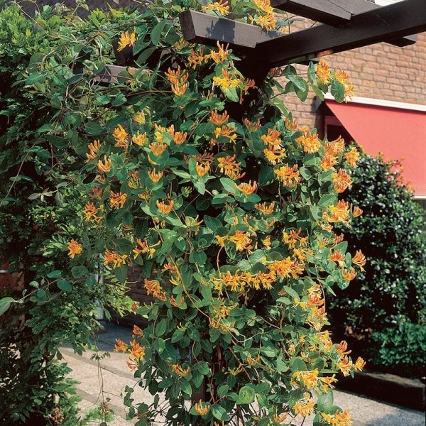 Growing the mandarin orange honeysuckle vine (Lonicera hybrid ...