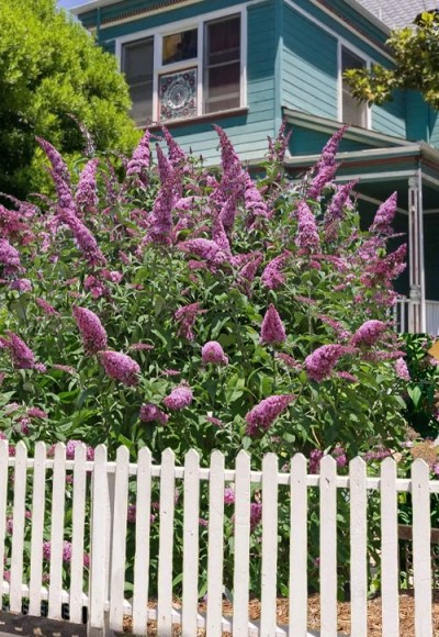 Pink Delight Butterfly Bush