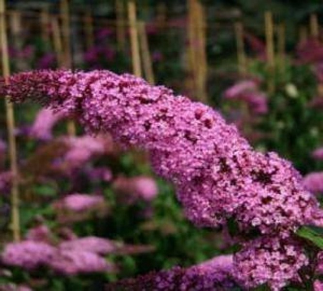 Pink Delight Butterfly Bush