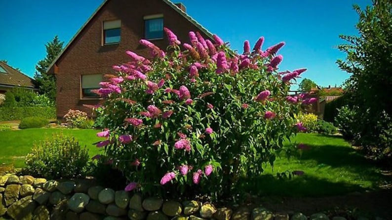 Pink Delight Butterfly Bush