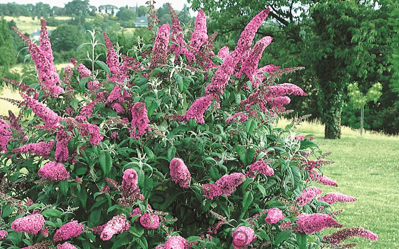 Pink Delight Butterfly Bush