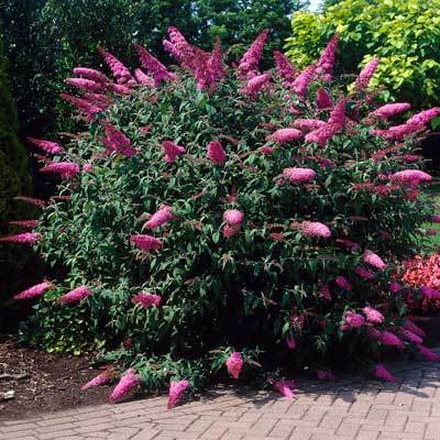 Pink Delight Butterfly Bush