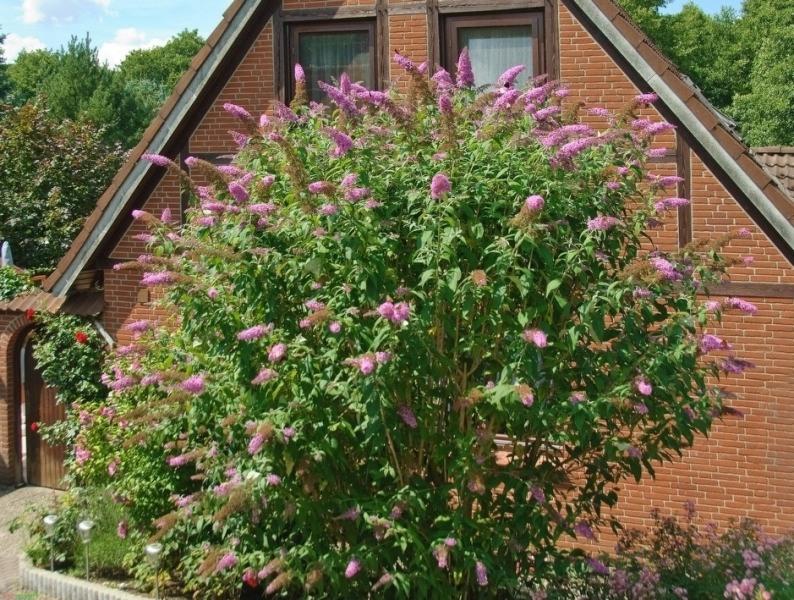 Pink Delight Butterfly Bush
