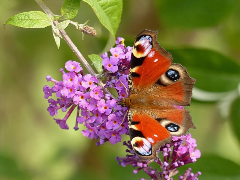 Growing the pink delight butterfly bush (Buddleja davidii), perennial ...