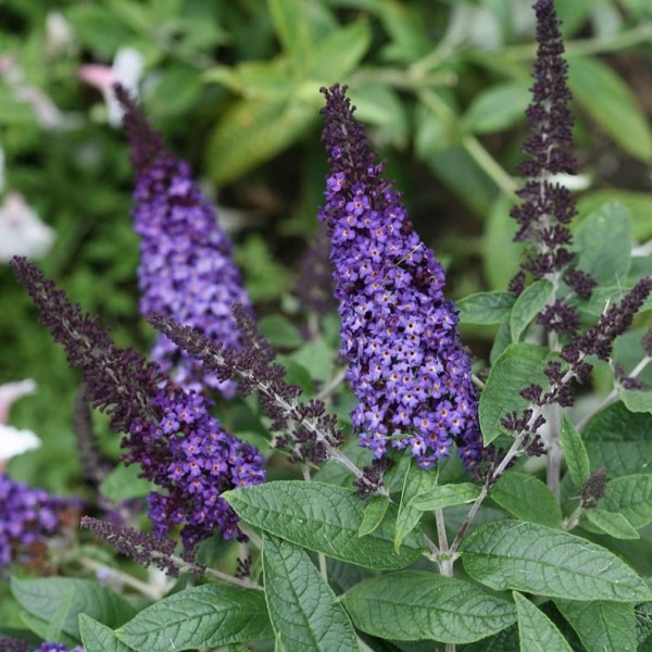 Growing the pugster blue butterfly bush (Buddleia), perennial, shrub ...