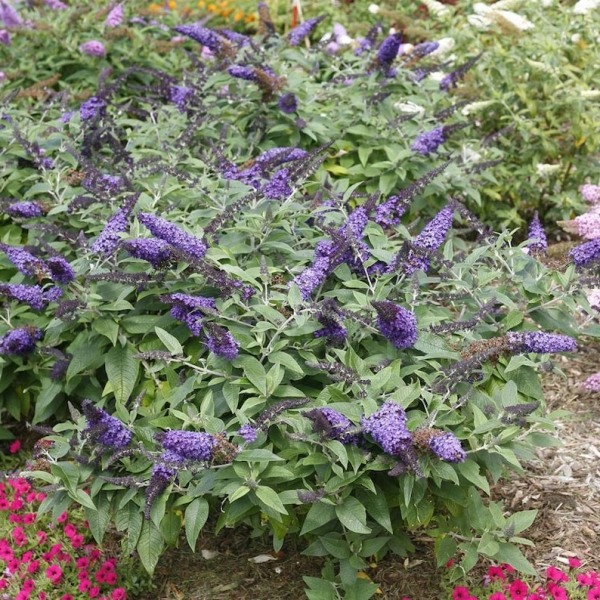 Growing the pugster blue butterfly bush (Buddleia), perennial, shrub ...