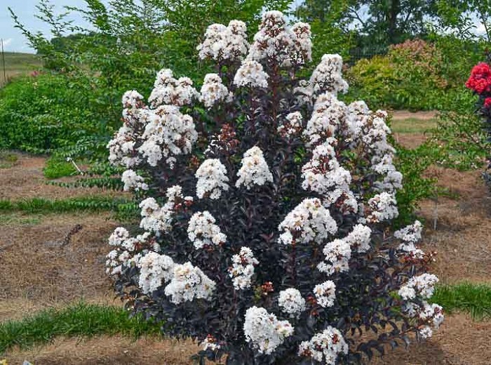 Growing the delta moonlight crape myrtle (Lagerstroemia indica ...