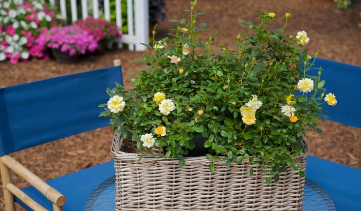 Growing the sunrosa yellow dwarf shrub rose, perennial, shrub ...