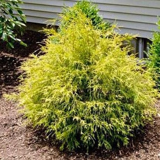 Gold Mop Threadleaf Cypress