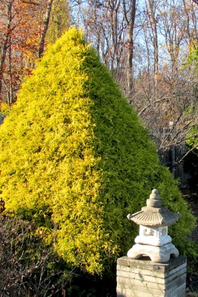 Gold Mop Threadleaf Cypress