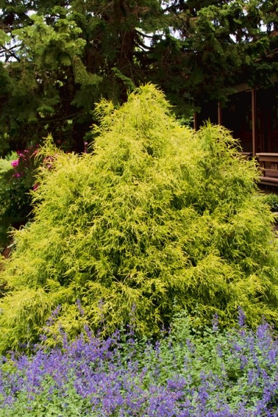 Gold Mop Threadleaf Cypress